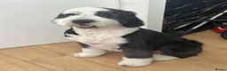 Bernedoodle dogs for sale: Bernedoodle puppies. F1b. Home reared, DNA tested  - Advert 36