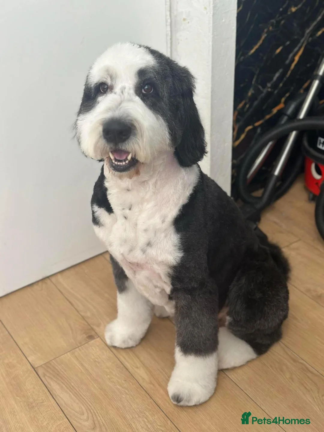Bernedoodle dogs for sale: Bernedoodle puppies. F1b. Home reared, DNA tested  - Advert 36