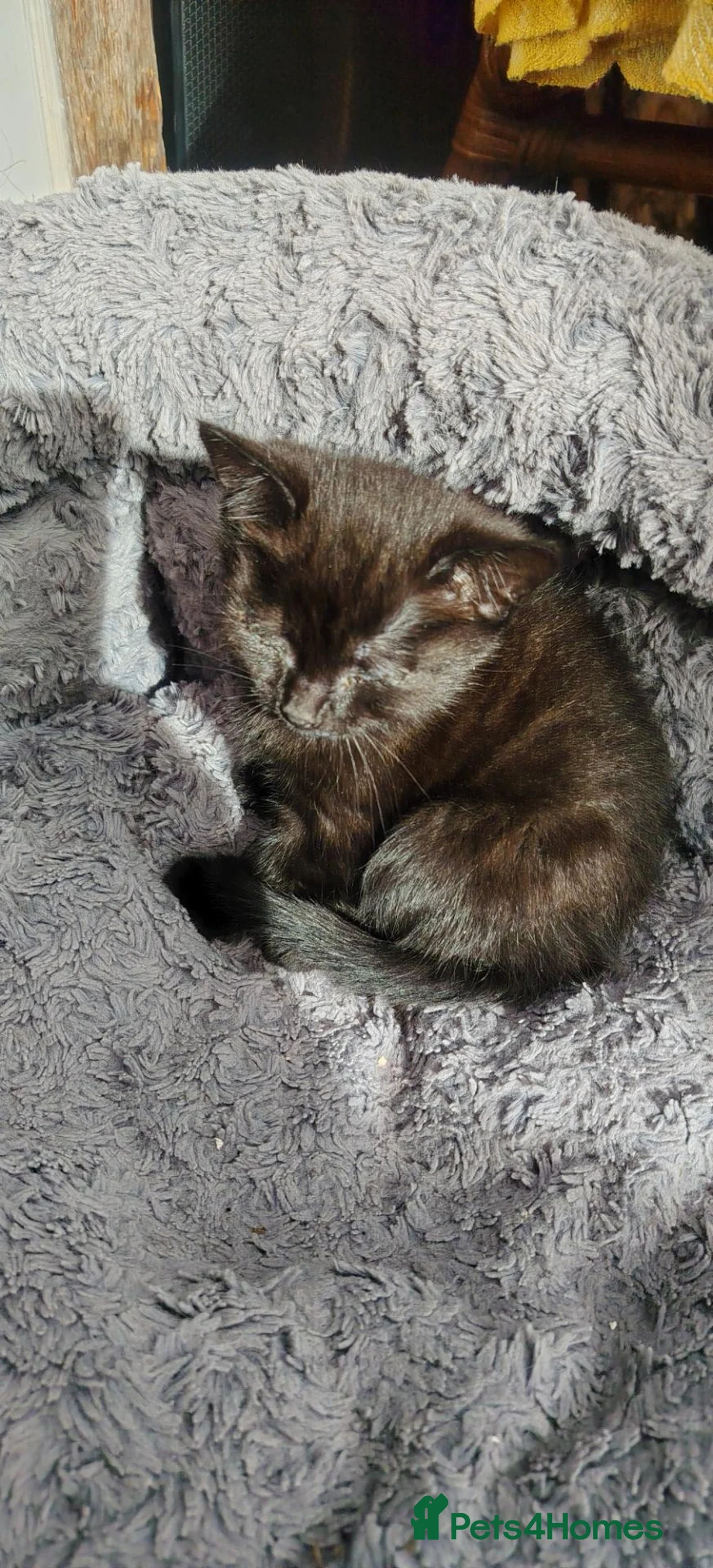 British Shorthair cats for sale: 2 x kittens. Seeking forever home - Advert 7
