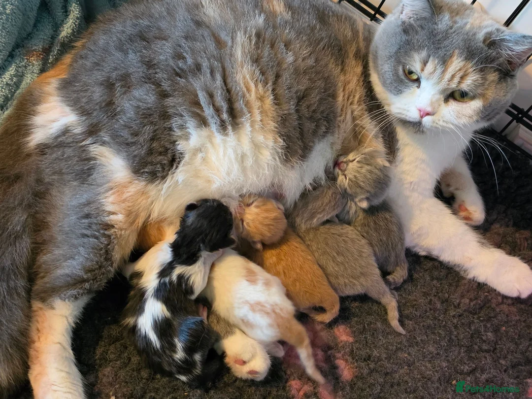 British Shorthair cats for sale: BSH and BLH TICA  reg kittens - Advert 1