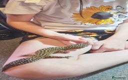 Leopard Gecko reptiles for sale: 5 year old male leopard gecko  - Image 5