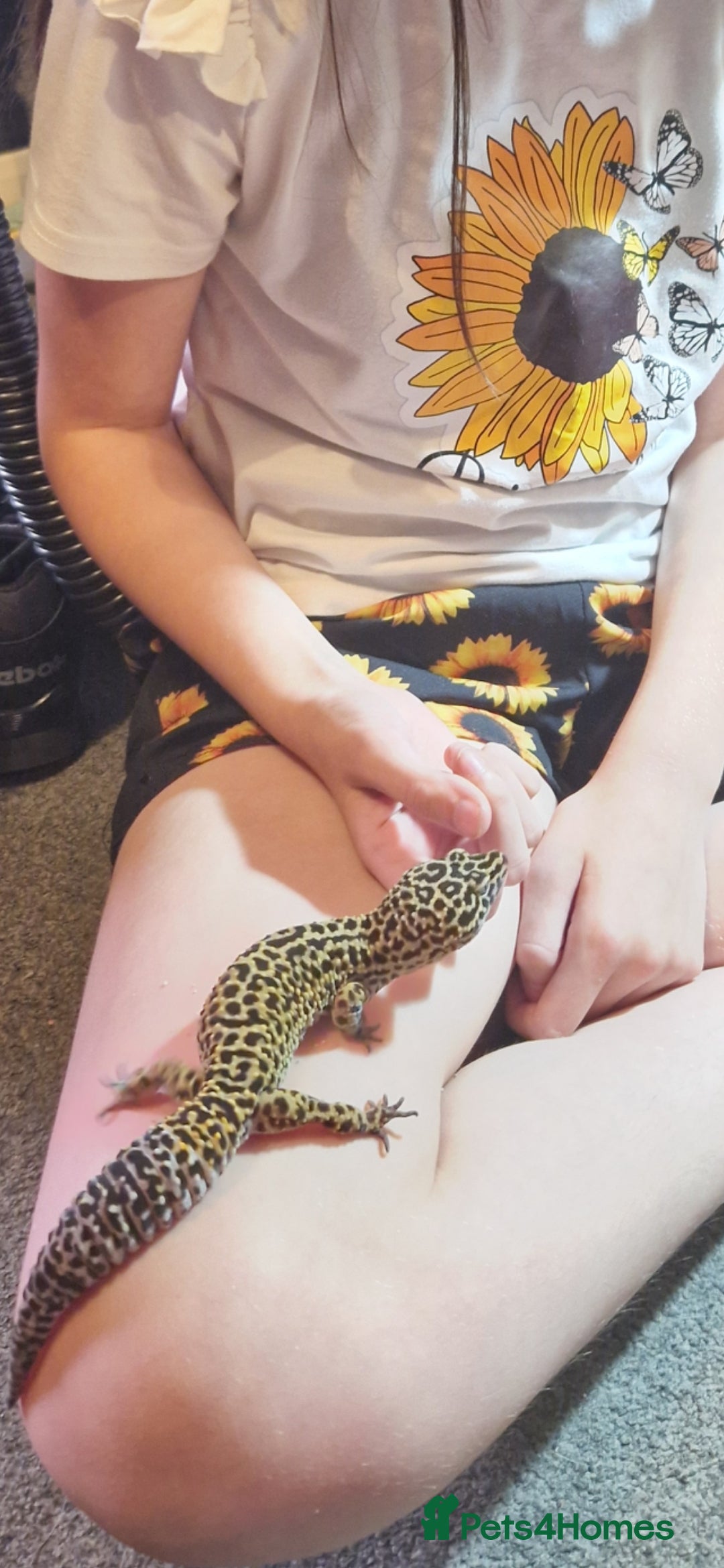 Leopard Gecko reptiles for sale: 5 year old male leopard gecko  - Image 5