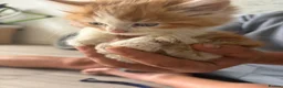 Mixed Breed cats for sale: Beautiful Very Fluffy Kittens for Sale 🐾 - Advert 10