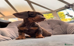 Miniature Dachshund dogs for sale: BEAUTIFUL MINI DACHSHUND PUPPIES READY NOW - Image 21