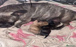 Mixed Breed dogs for sale: Male shar pei cross  - Image 2