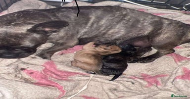 Mixed Breed dogs - Advert 12