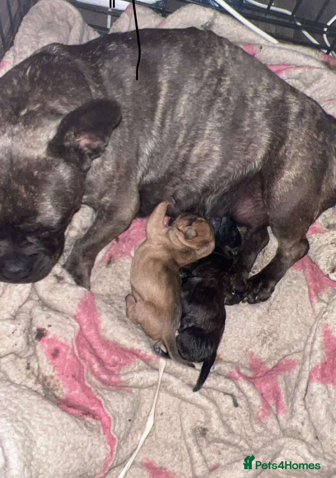 Mixed Breed dogs for sale: Male shar pei cross  - Image 2