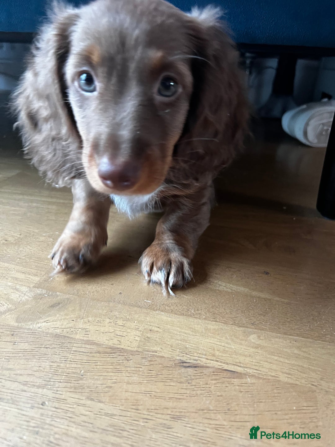 Miniature Dachshund dogs for sale:  KcReg Long Haired Miniature Dachshund Dapper  - Image 10
