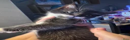 Mixed Breed cats for sale: 3 black and white tuxedo kittens.  in Kidderminster - Advert 4