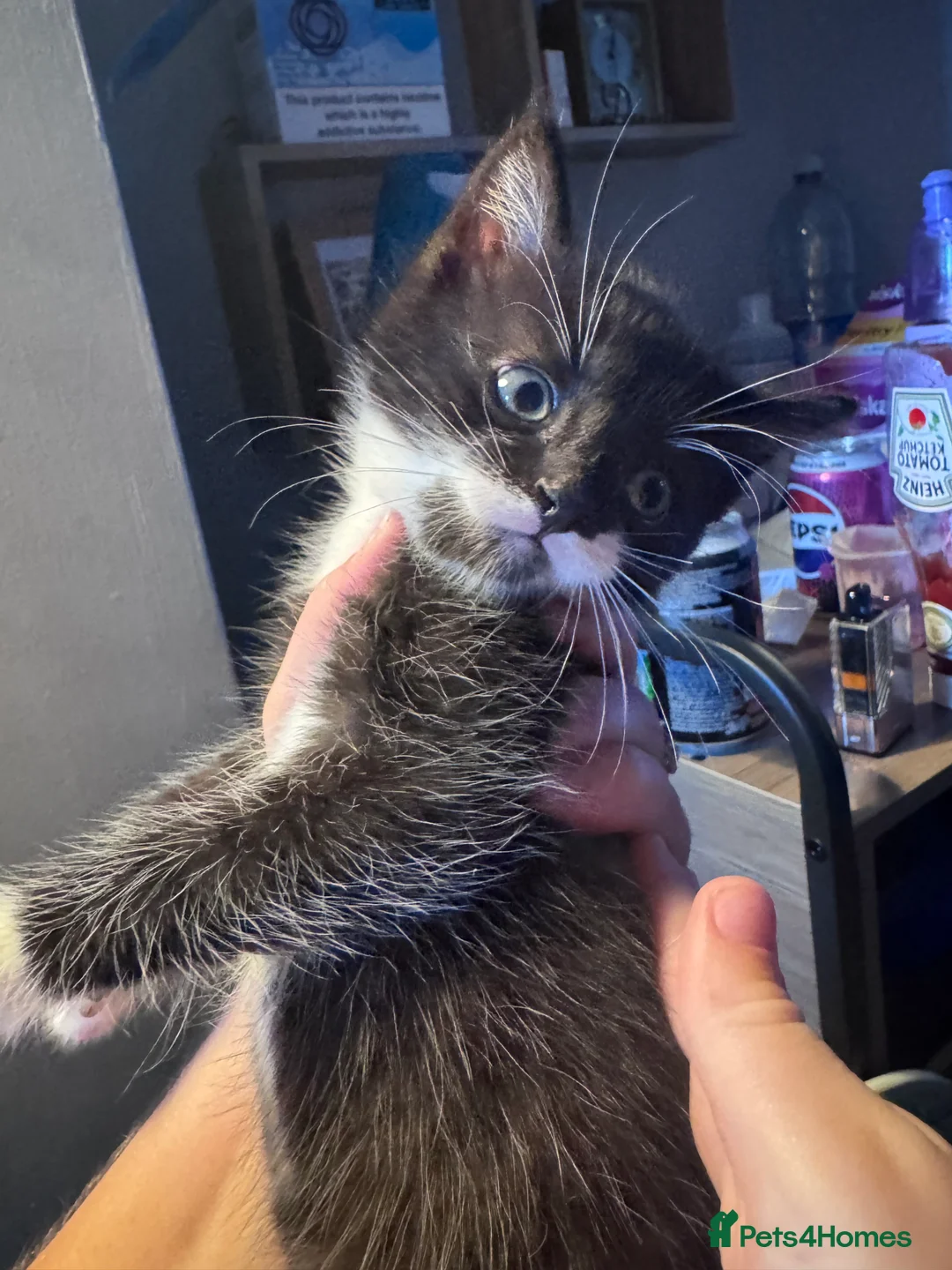 Mixed Breed cats for sale: 3 black and white tuxedo kittens.  in Kidderminster - Advert 4