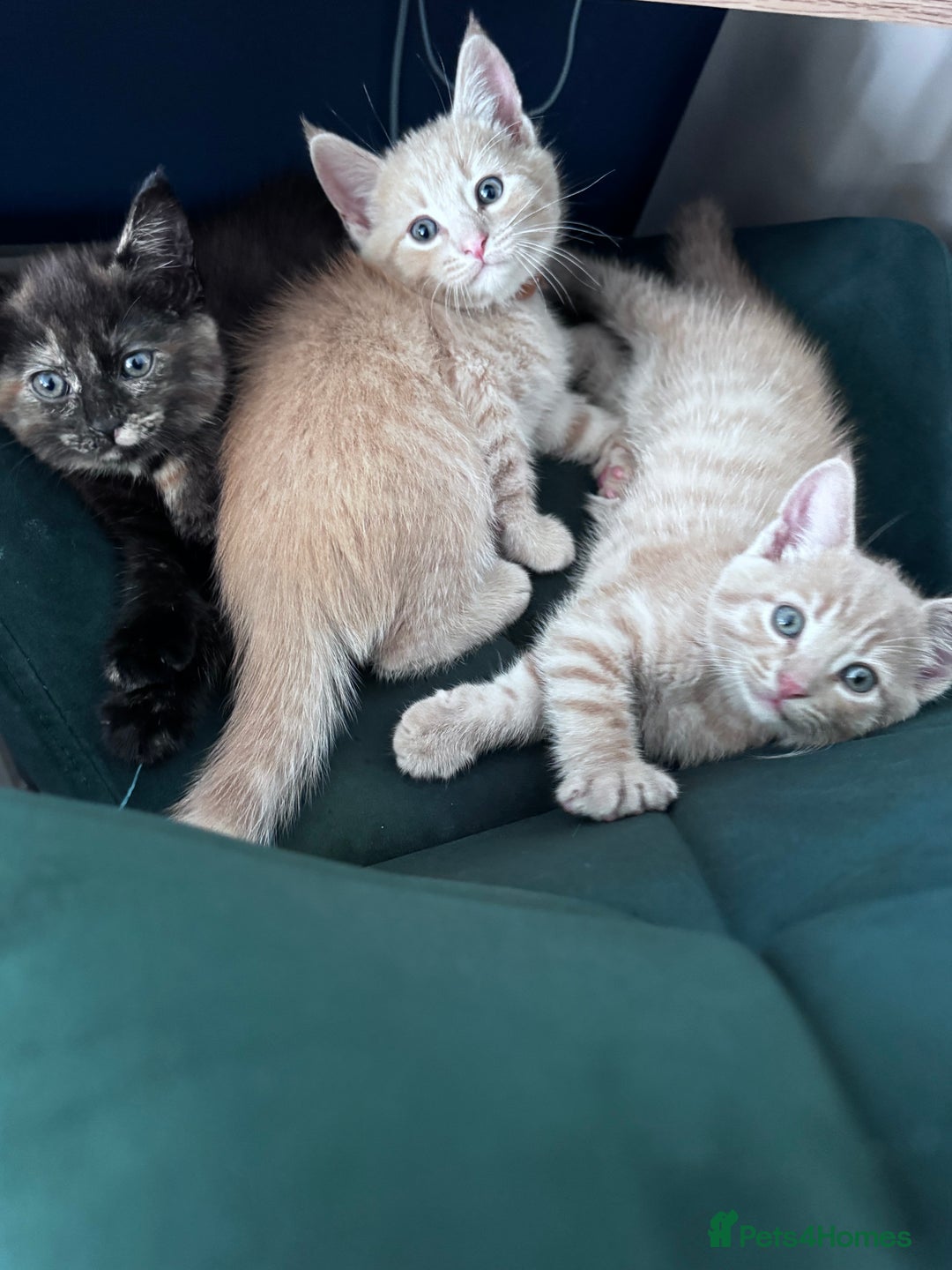 Mixed Breed cats for sale: Two Gorgeous Maine Coon cross Kittens. - Image 3
