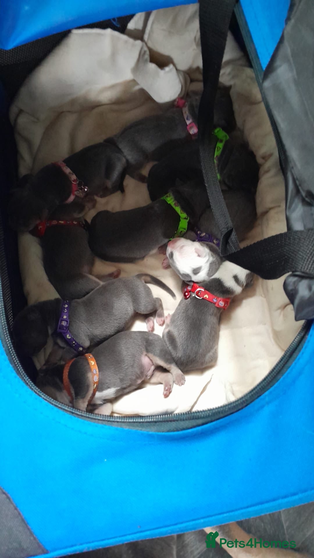 Staffordshire Bull Terrier dogs for sale: Blue tri Staffordshire bull terrier pups for sale  - Image 14