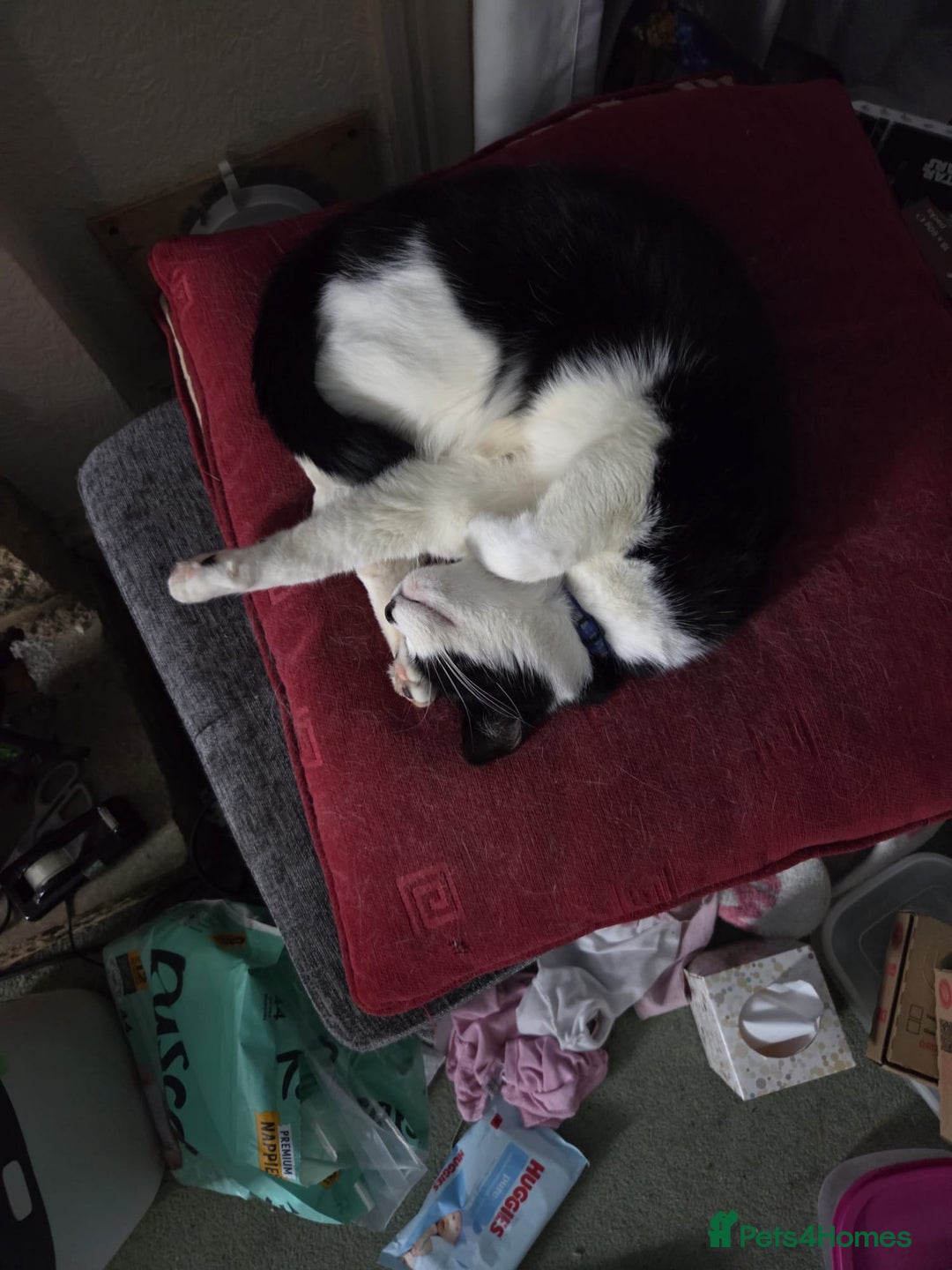 Mixed Breed cats for adoption: Rescue cat Louie needs a new home  - Advert 1