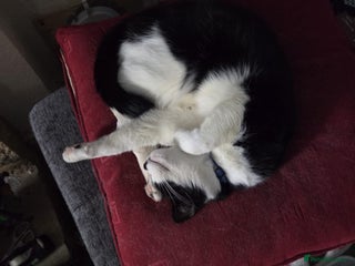 Mixed Breed cats Rescue cat Louie needs a new home - Advert 1