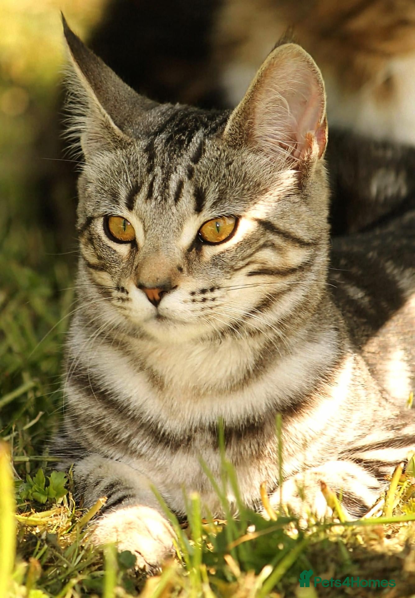 Maine Coon cats Maine coon X Cat - Advert 1