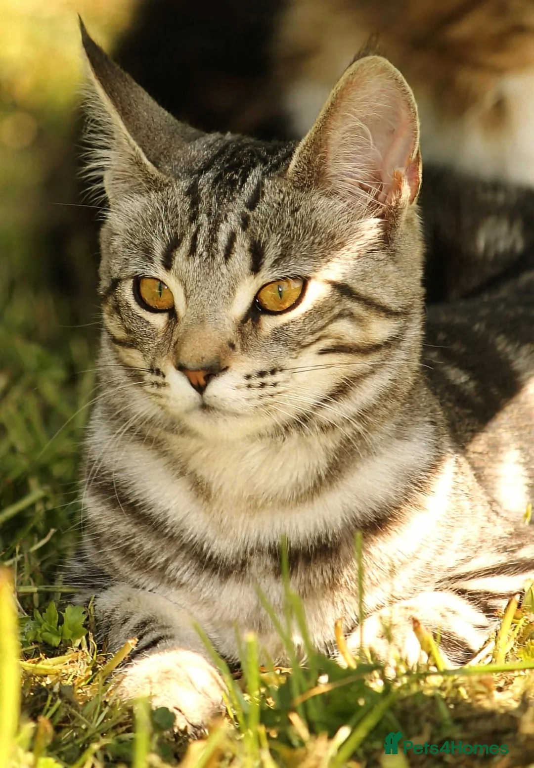 Maine Coon cats for sale: Maine coon X Cat - Advert 1