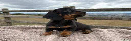 Miniature Dachshund dogs for sale: Adorable Miniature Dachshund Puppies in Corwen - Advert 5