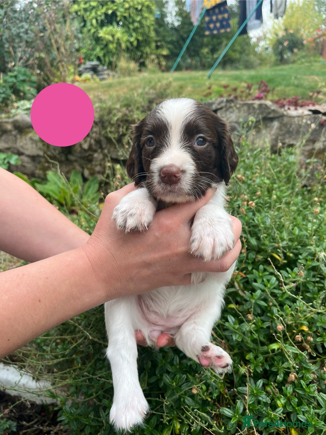 English Springer Spaniel dogs for sale: English Springer Spaniel Pups - Image 3
