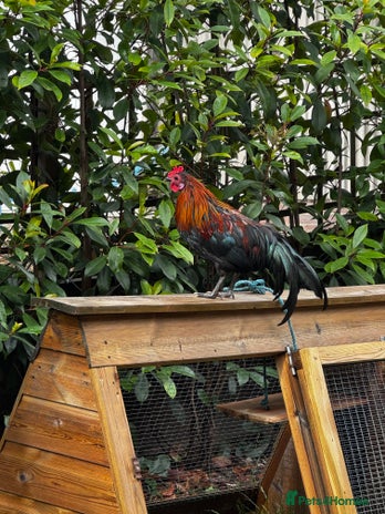 Chickens poultry - Advert 4