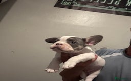 French Bulldog dogs for sale: French bull dog last 1 of 4  - Image 3