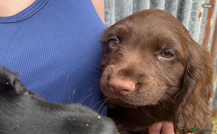 Cocker Spaniel dogs - Advert 4