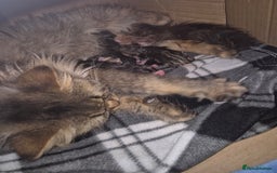 Scottish Fold cats for sale: Beautiful Scottish Fold/Straight X Kittens - Image 11