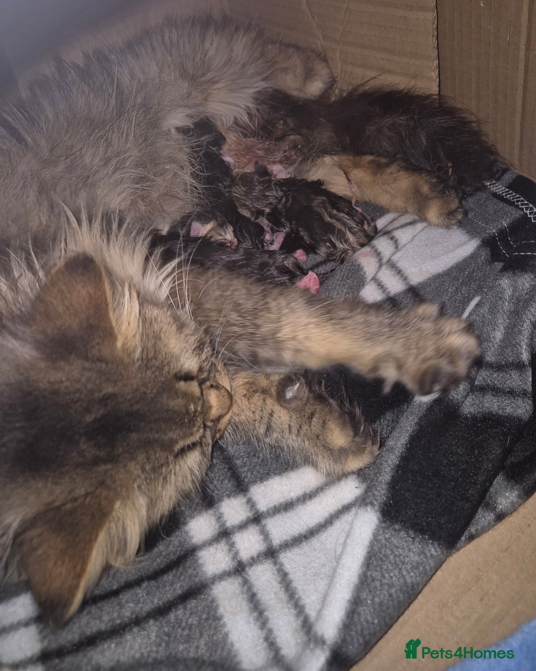 Scottish Fold cats for sale: Beautiful Scottish Fold/Straight X Kittens - Image 11