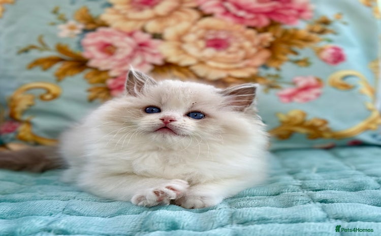 Ragdoll cats - Advert 3