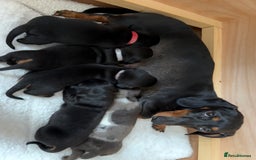 Miniature Dachshund dogs for sale: 🐶🖤STUNNING KC MINIATURE DACHSHUND PUPPIES🖤🐶 - Image 18