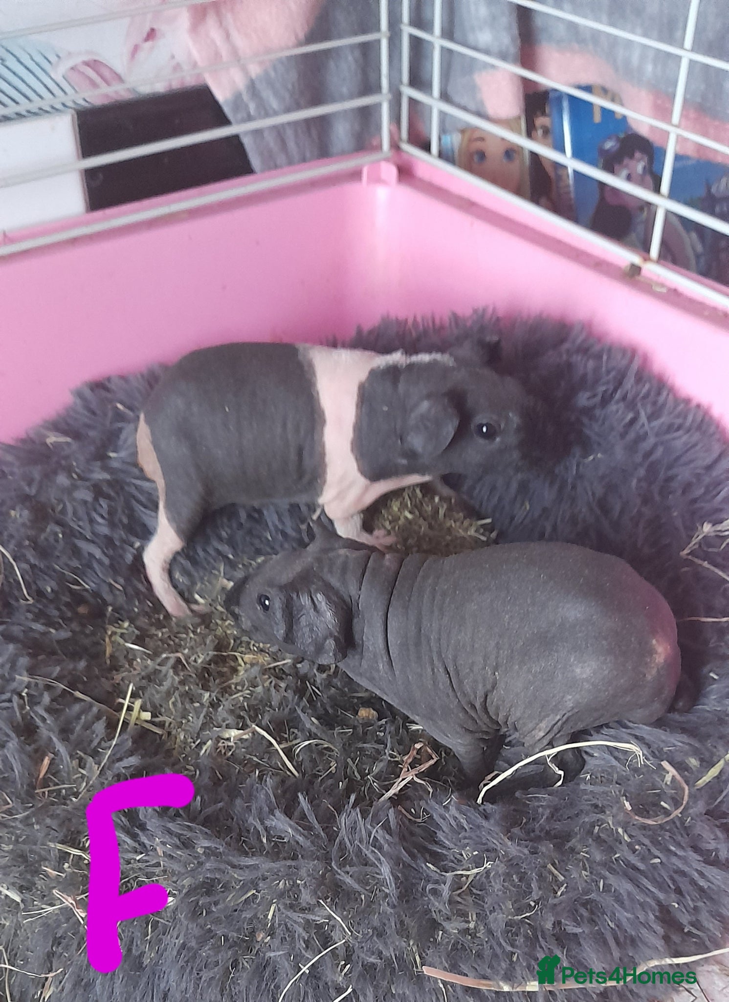 Guinea Pig rodents   Gorgeous skinny pigs - Advert 4