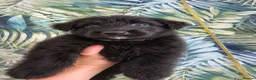 German Shepherd dogs for sale: German shepherd puppies  - Advert 26
