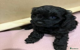 Cavapoo dogs for sale: Beautiful black Cavapoo puppy - Image 4