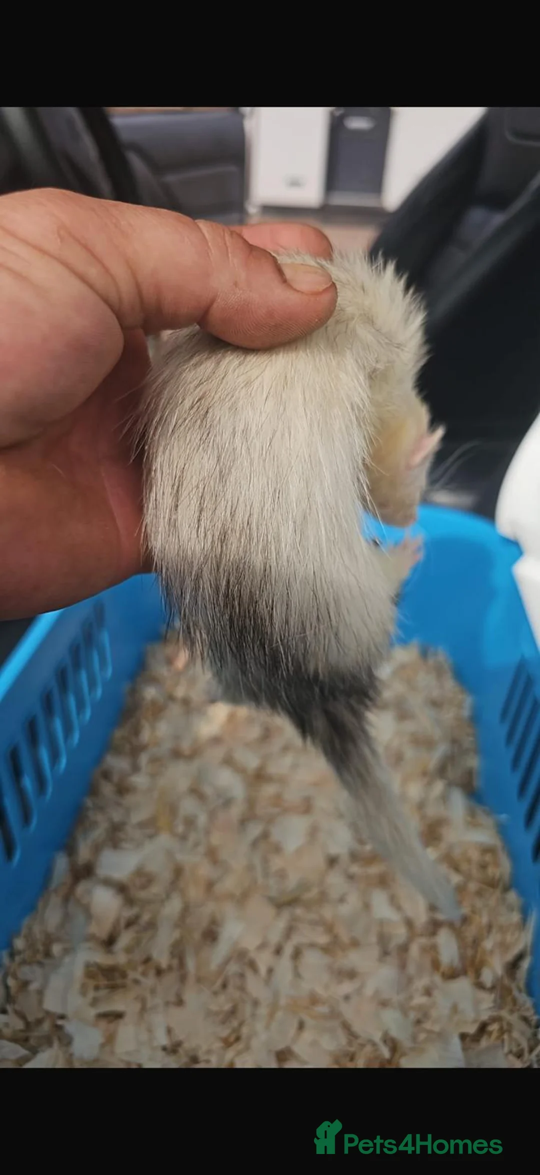 Ferret rodents for sale: Micro ferret black eyed white  - Advert 2