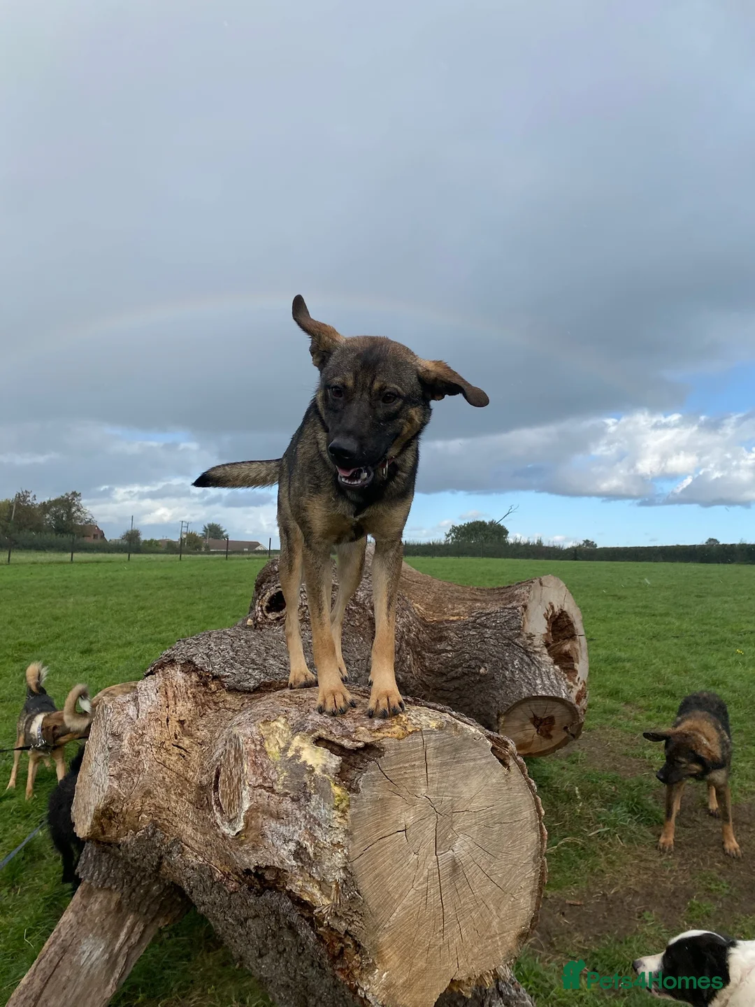 Mixed Breed dogs for adoption: Luna was stood up.... in Kidderminster - Advert 14