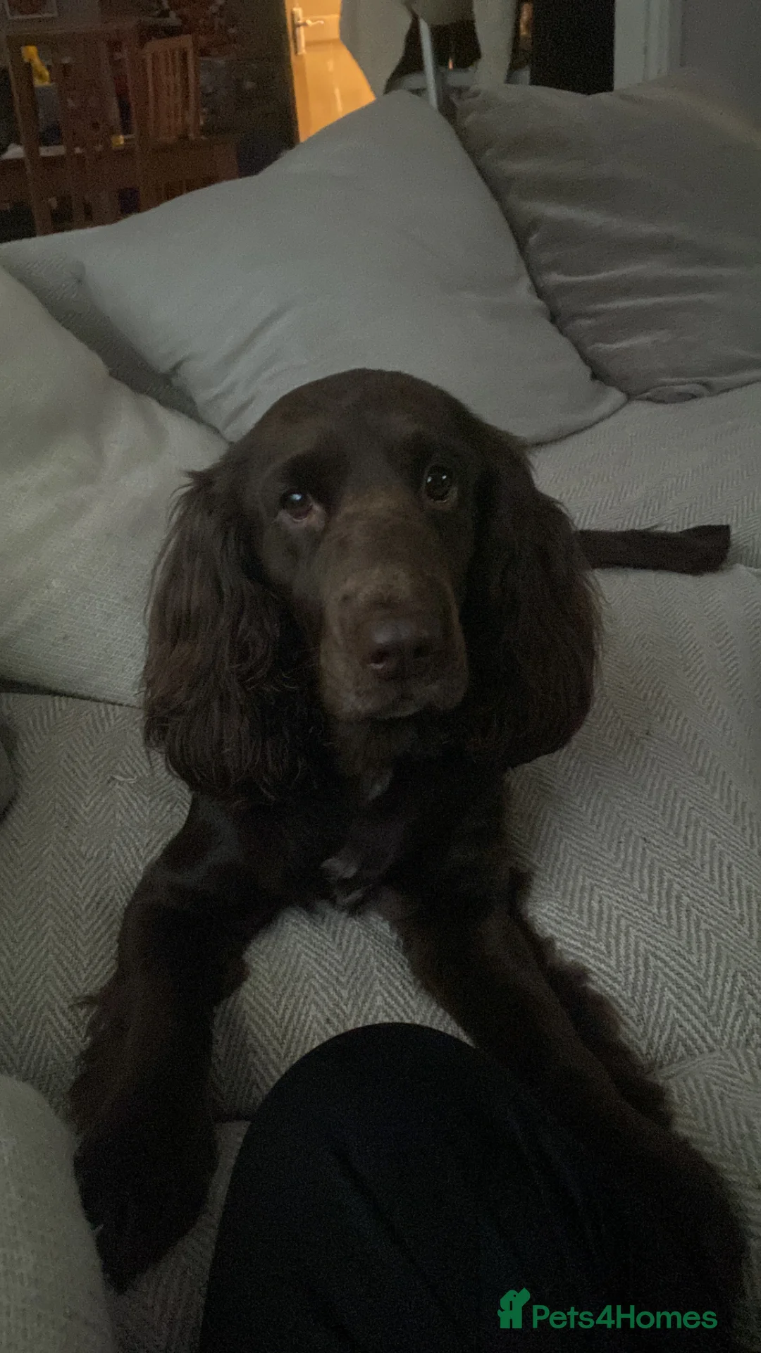Cocker Spaniel dogs for stud: Meet Milo - Ready for Stud - Advert 2