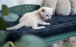 Bengal cats for sale: 3 Snow Bengal Boys-Gorgeous-TICA-Ready in November - Image 18