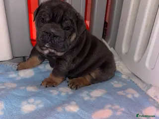 English Bulldog dogs Darla x Kobe litter of 5 small compact - Advert 9