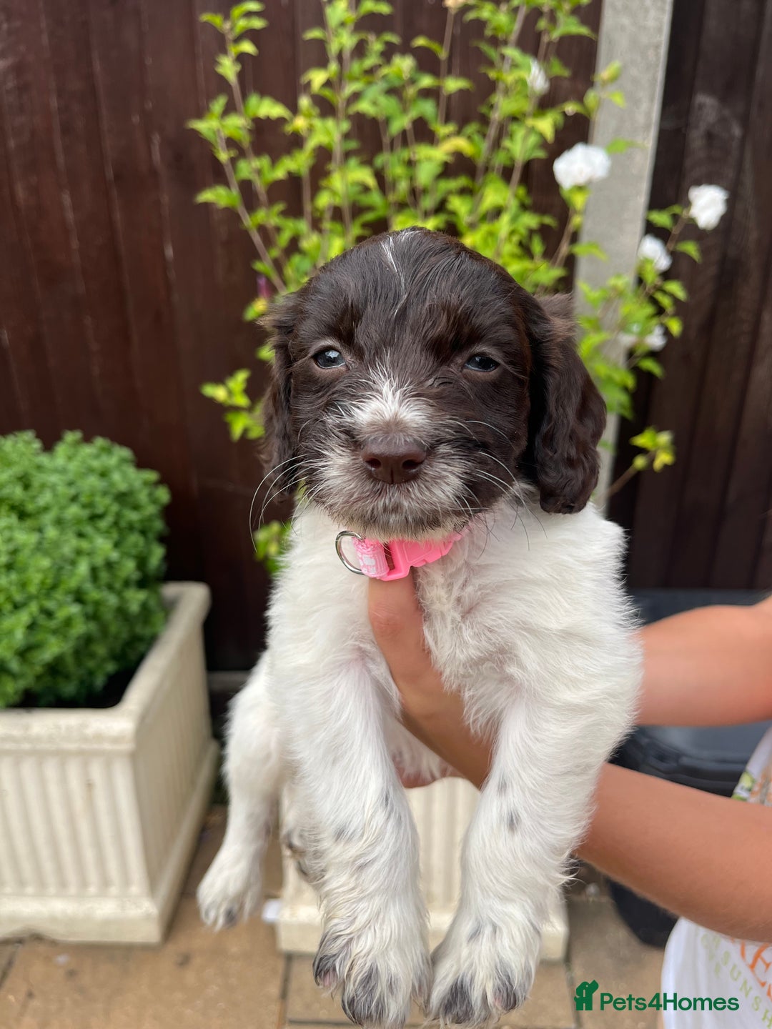 Mixed Breed dogs for sale: Beautiful cockapooXspringer puppies - Image 22