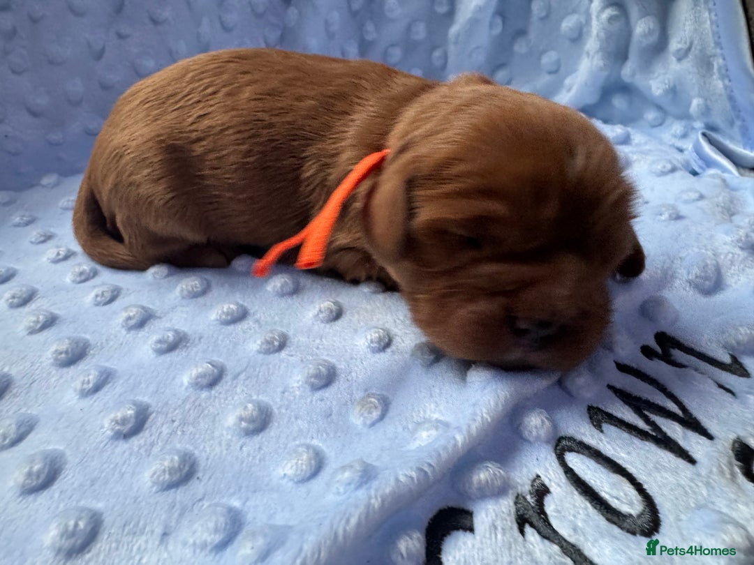 Cavalier King Charles Spaniel dogs for sale: CAVALIER KING CHARLES SPANIEL LICENSED KC HEALTH - Advert 10