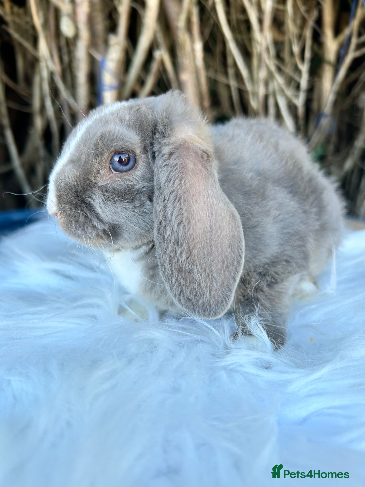 Mini Lop rabbits 🦋 Mini plush lop Babys 🦋 - Advert 2