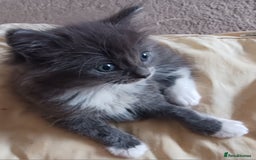 Ragdoll cats for sale: CUTE BLUE MITTED RAGDOLL KITTENS  - Image 7