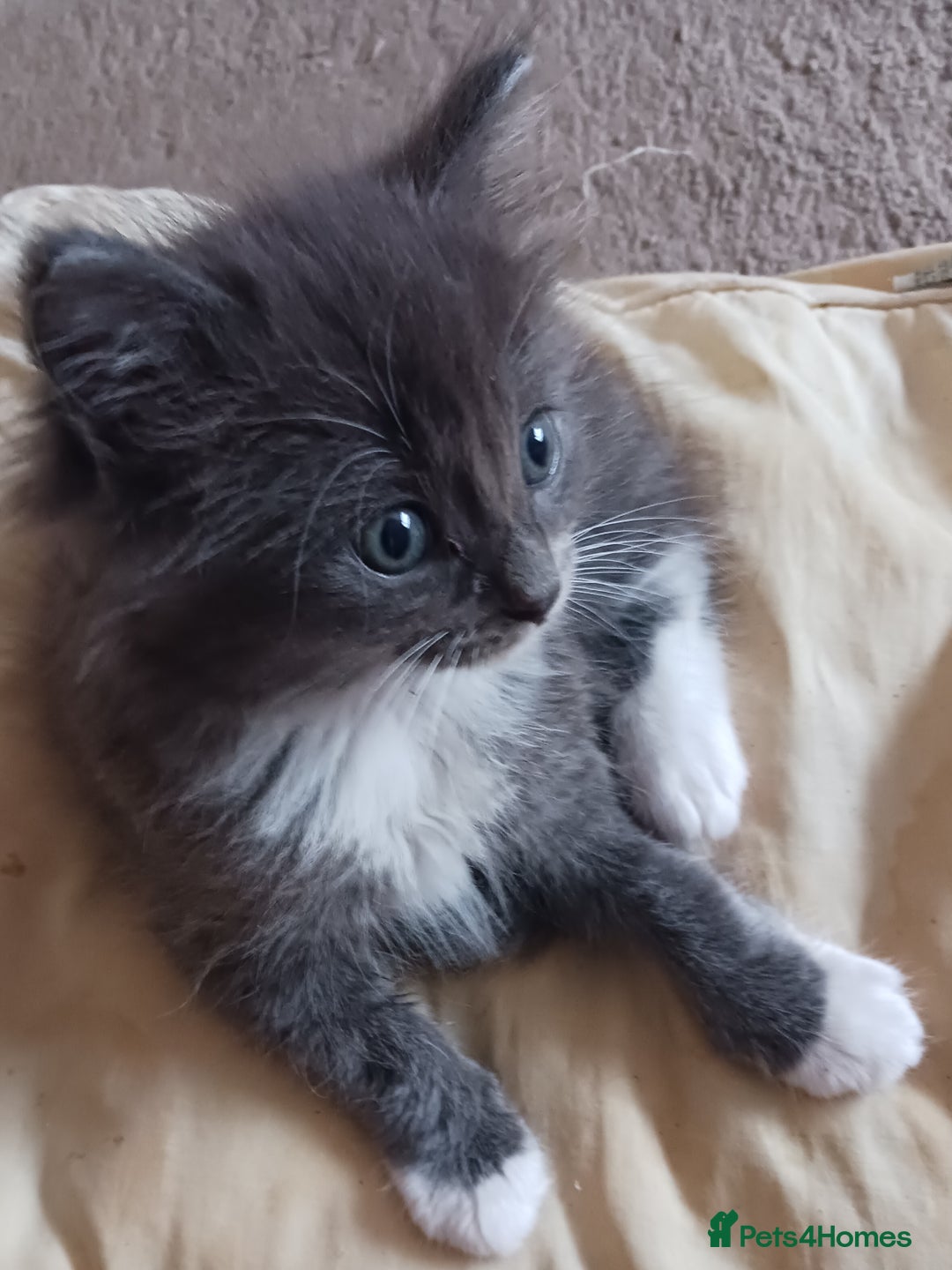Ragdoll cats for sale: CUTE BLUE MITTED RAGDOLL KITTENS  - Image 7