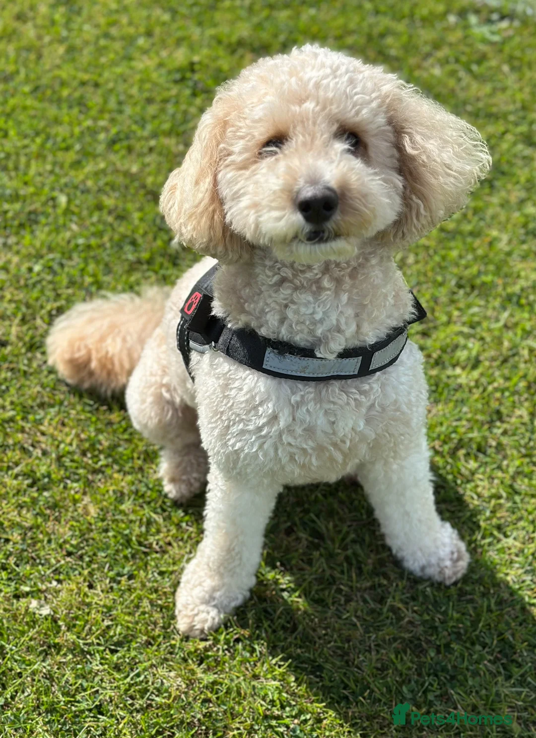 Cockapoo dogs for stud: Cockapoo for stud  - Advert 2