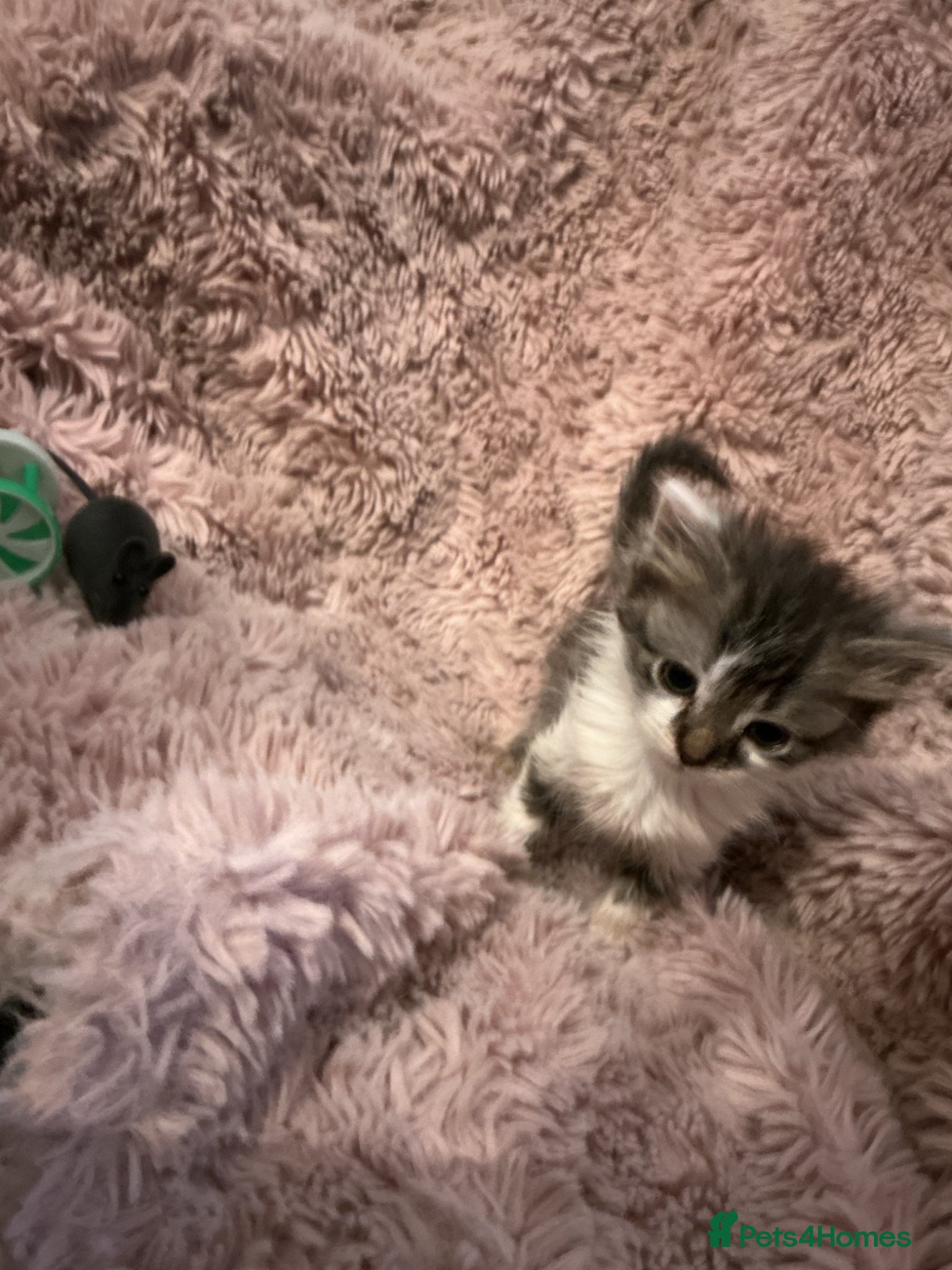 Bengal cats for sale: Beautiful kittens ready for 5* homes - Advert 3