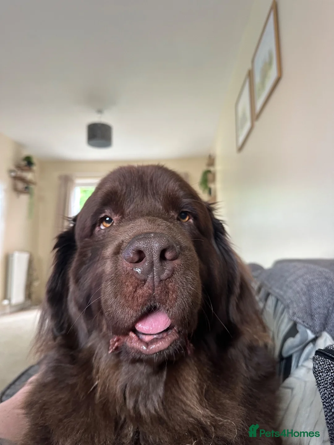 Newfoundland dogs for sale: Stunning Newfoundland Puppies  - Advert 2