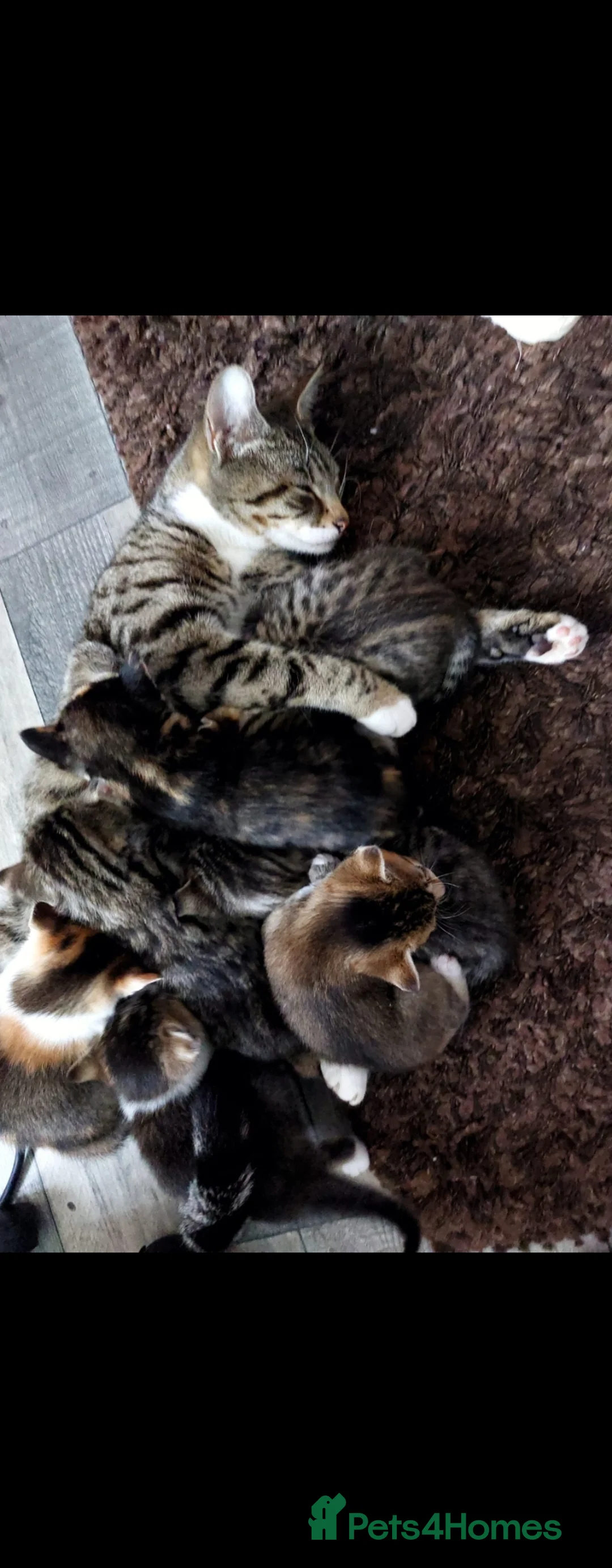 Mixed Breed cats for sale: Beautiful tabby kittens 😸 ♥️ 😍  - Advert 1