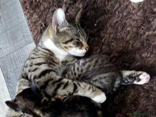 Mixed Breed cats Beautiful tabby kittens 😸 ♥️ 😍 - Advert 2