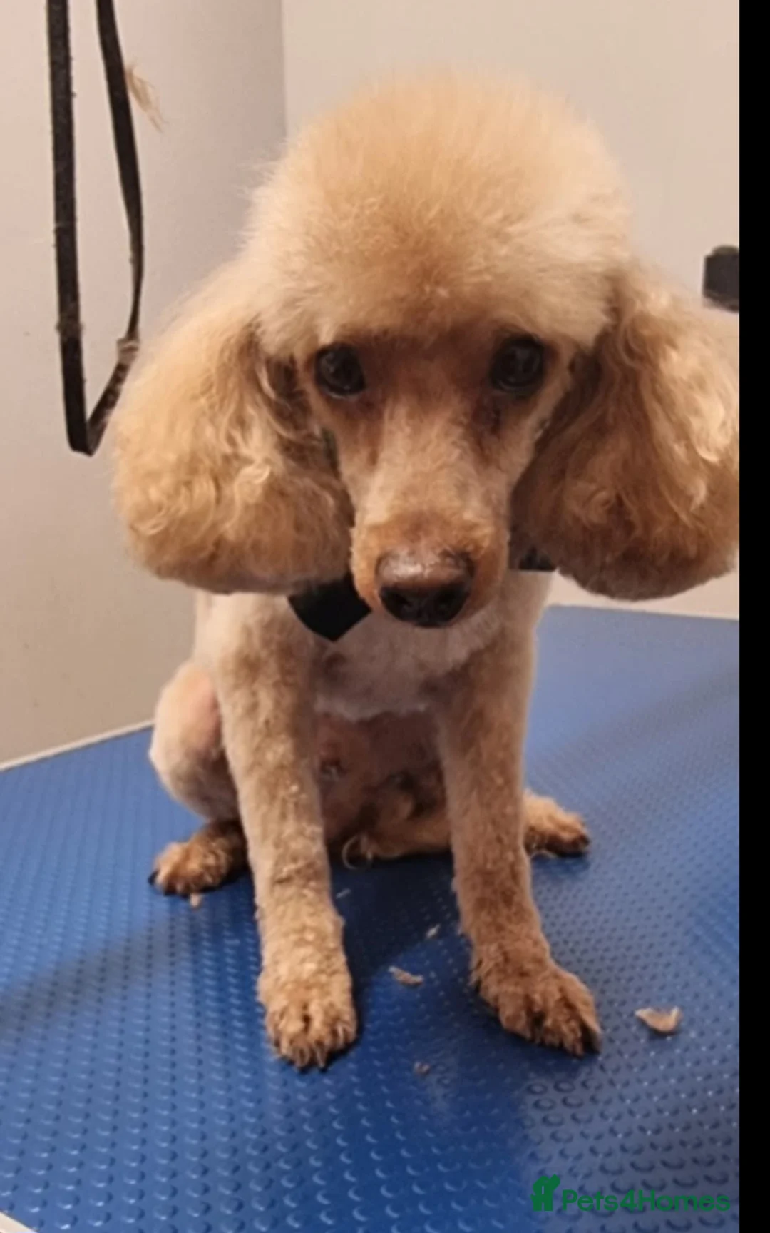 Toy Poodle dogs for stud:  fully Health tested kc reg toy poodle for stud in Doncaster - Advert 2