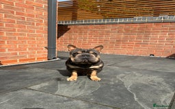 French Bulldog dogs for stud:  **  French Bulldog Stud - Image 3