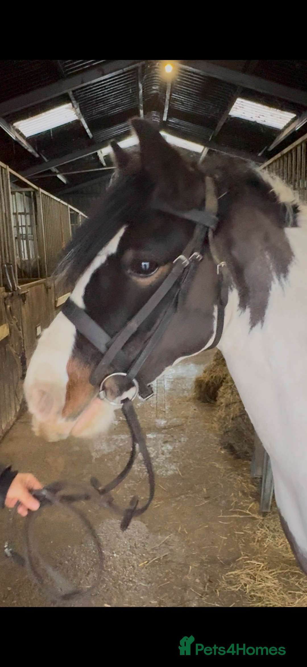 Other Breed horses for sale: Super versatile 12.3hh cob type mare  - Advert 1